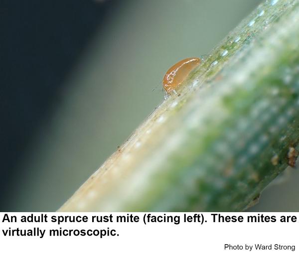 Thumbnail image for Spruce Rust Mite